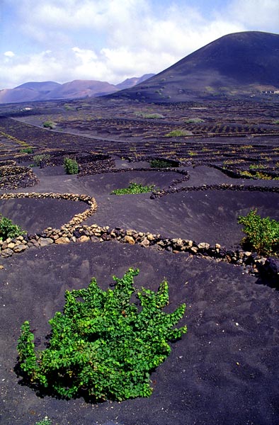 volcanic vineyard