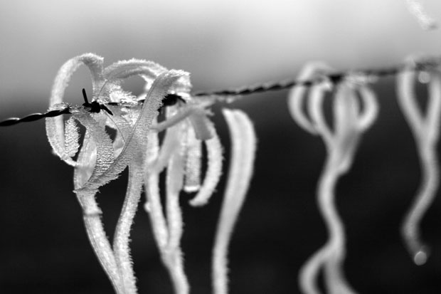frozen barbed wire