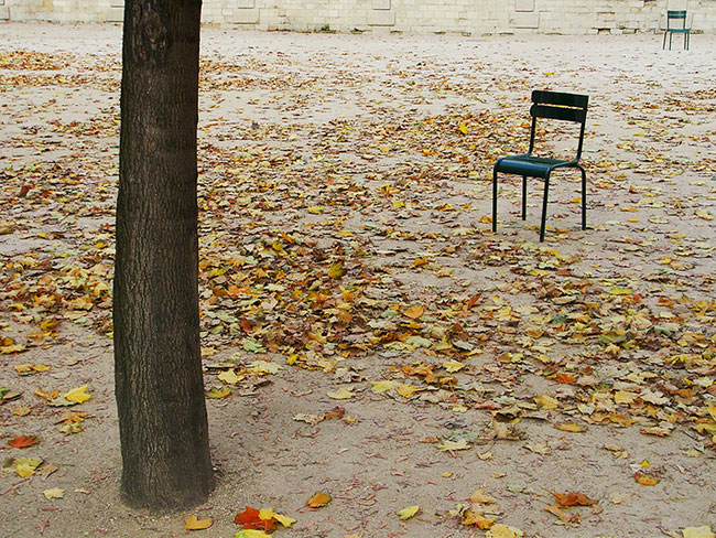 a tree and two chairs