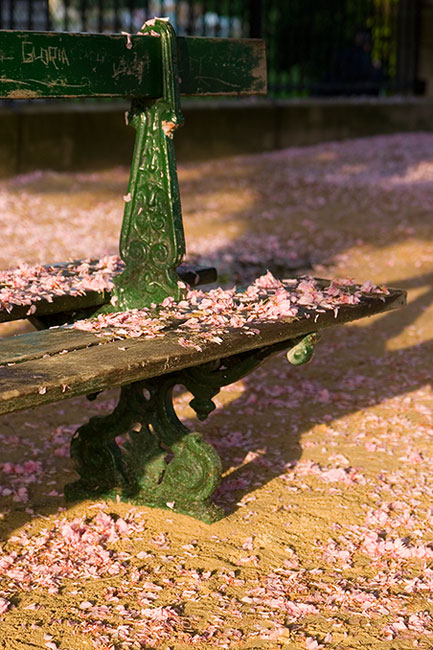 some petals and a bench